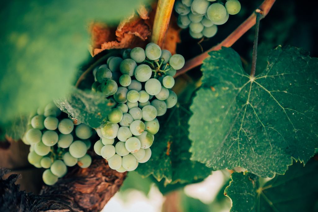 White Grape Varieties